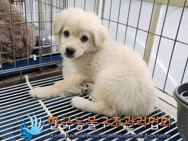 한국동물구조관리협회_441560202301070