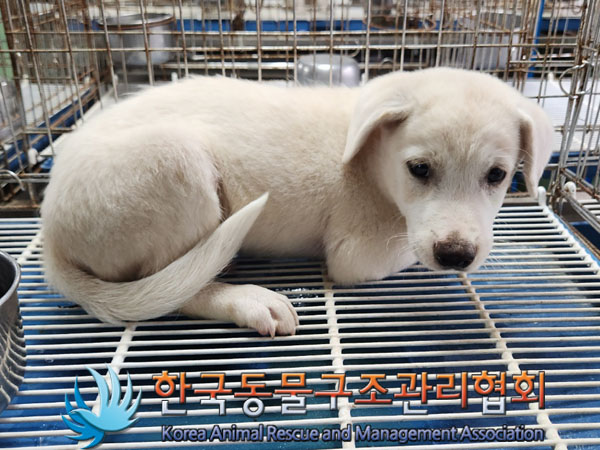 한국동물구조관리협회_441406202301306