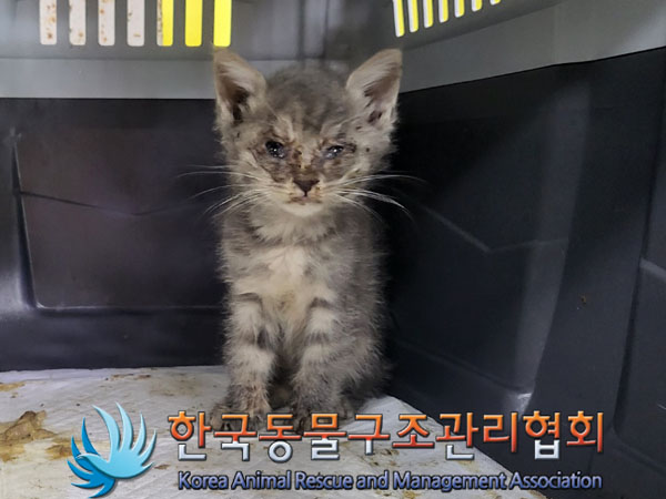 한국동물구조관리협회_411307202300355