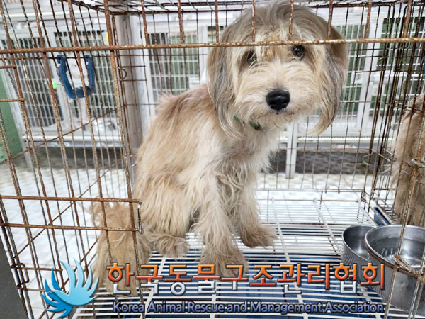 한국동물구조관리협회_441560202301065