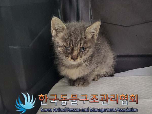 한국동물구조관리협회_411307202300353