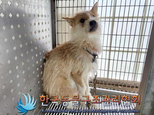 한국동물구조관리협회_441560202301061