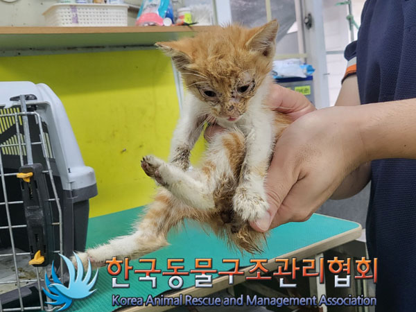 한국동물구조관리협회_411307202300354