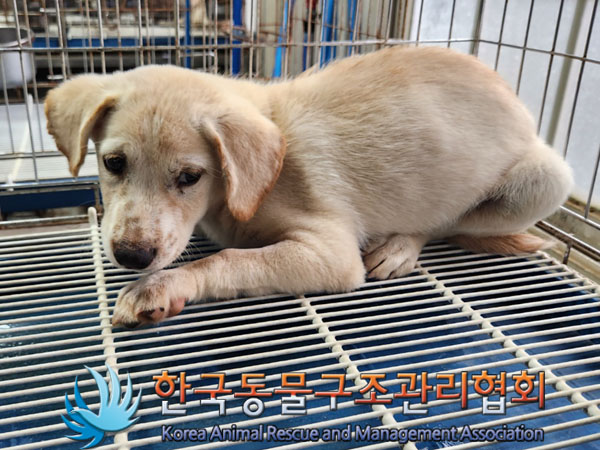 한국동물구조관리협회_441406202301307