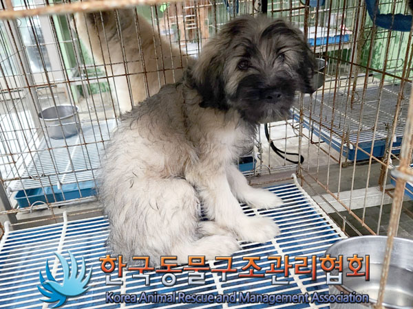 한국동물구조관리협회_441560202301071