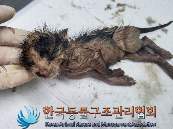 한국동물구조관리협회_441560202301060