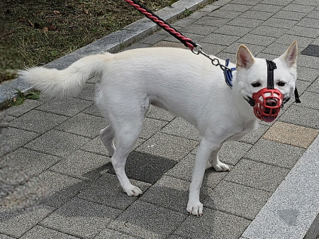 횡성유기동물보호센터_442426202300282
