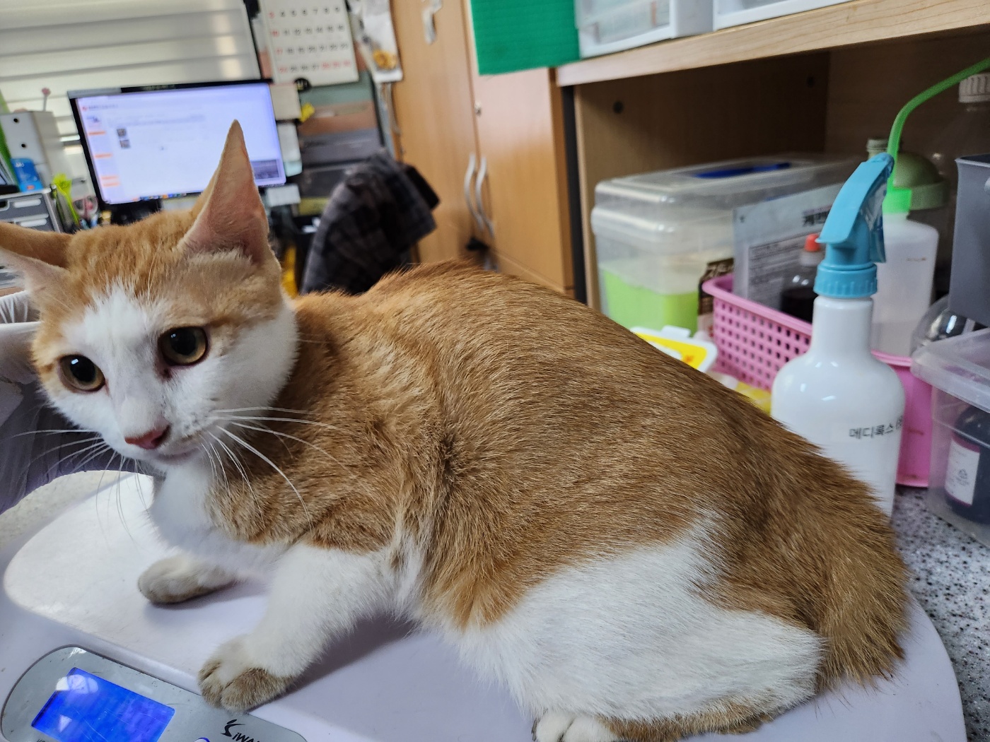 광주 동물보호소_429363202300924