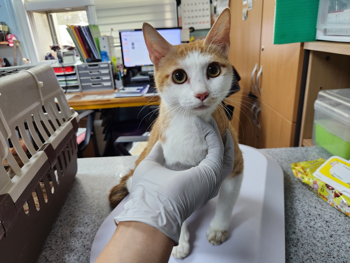 광주 동물보호소_429363202300923