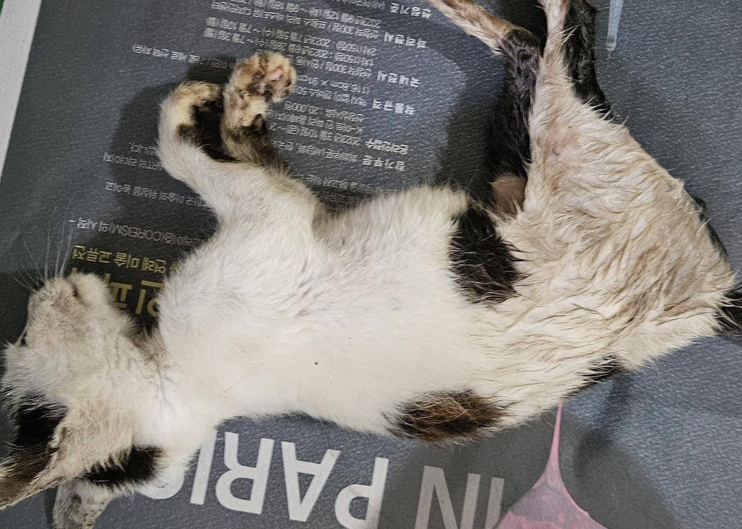 대구유기동물보호협회_427344202300284
