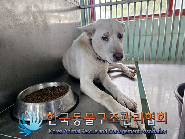 한국동물구조관리협회_441414202300711