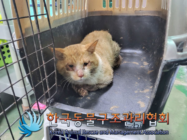 종료(안락사) 한국…