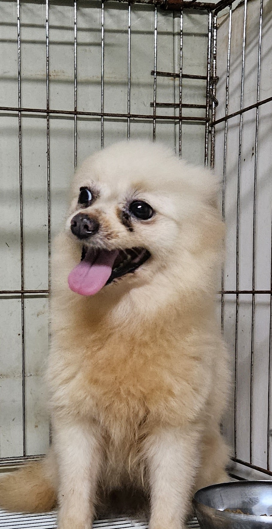 대구유기동물보호협회_427345202300677