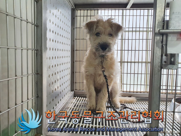 종료(입양) 믹스견…