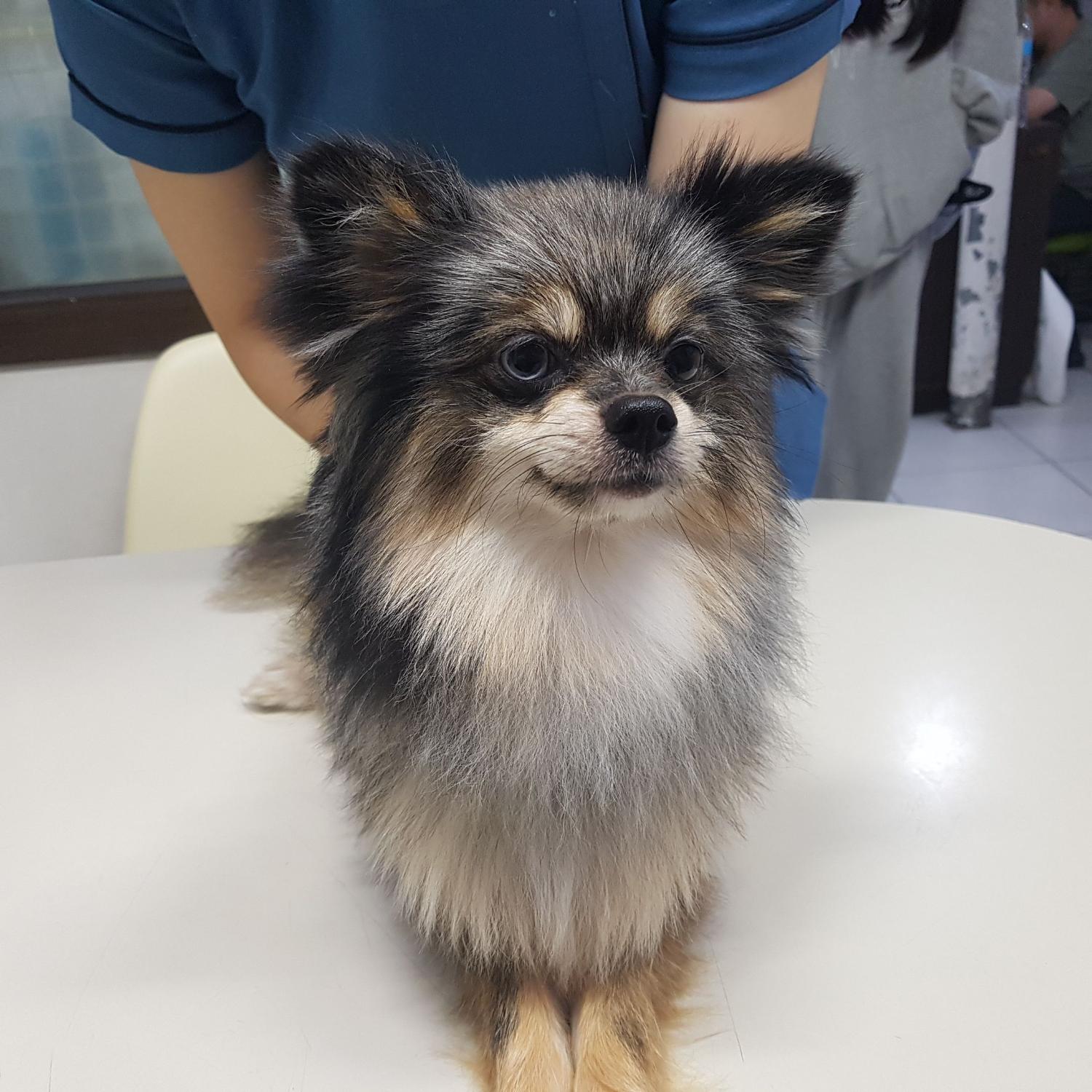 늘푸른동물병원_445464202303101