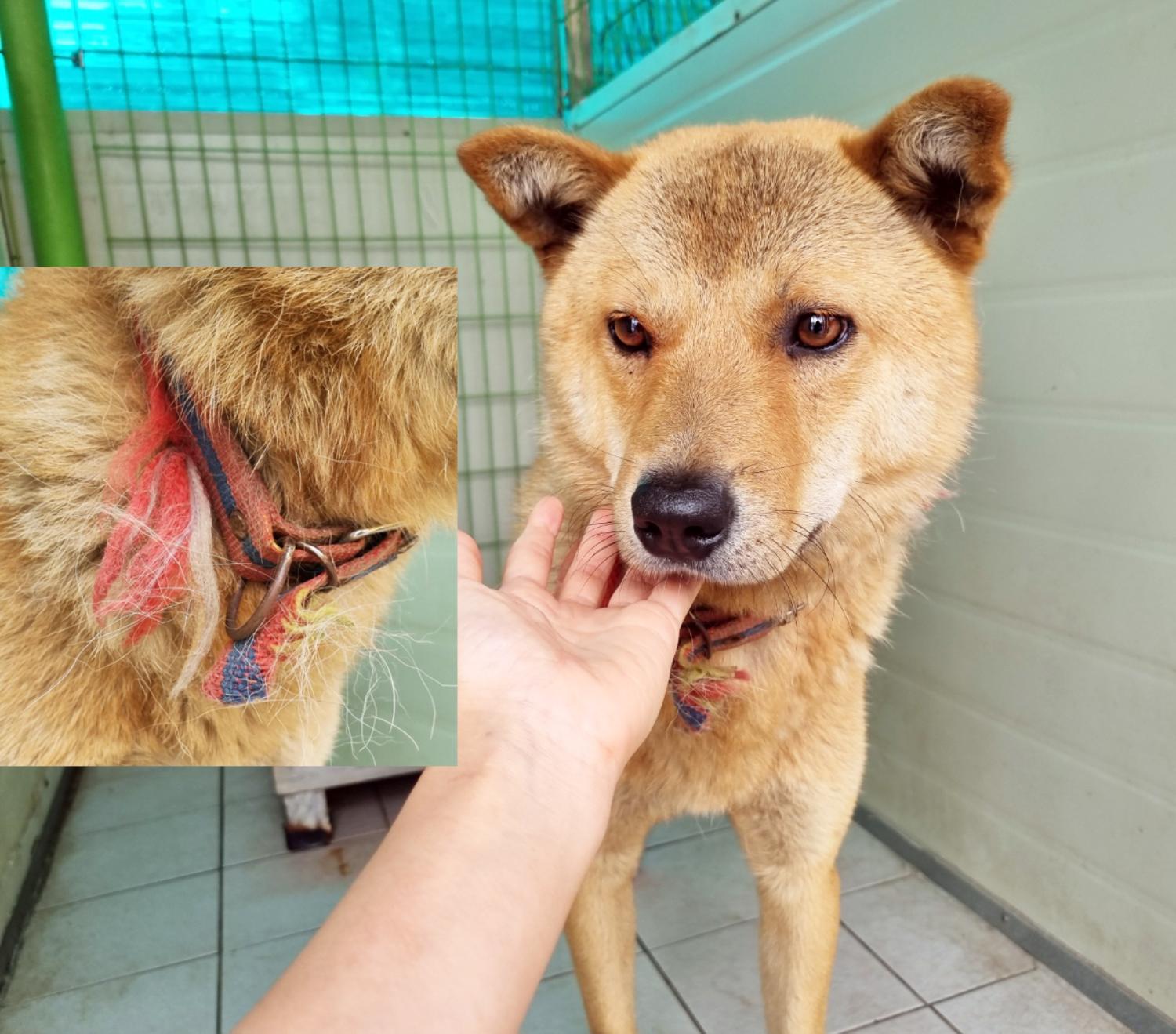 (사)영일동물플러스_447502202301107