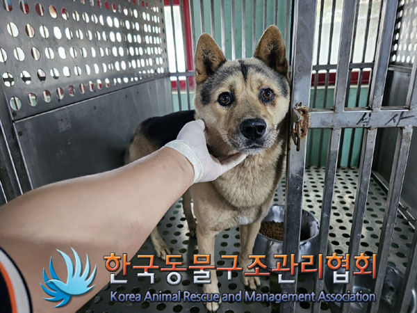 한국동물구조관리협회_441392202300185