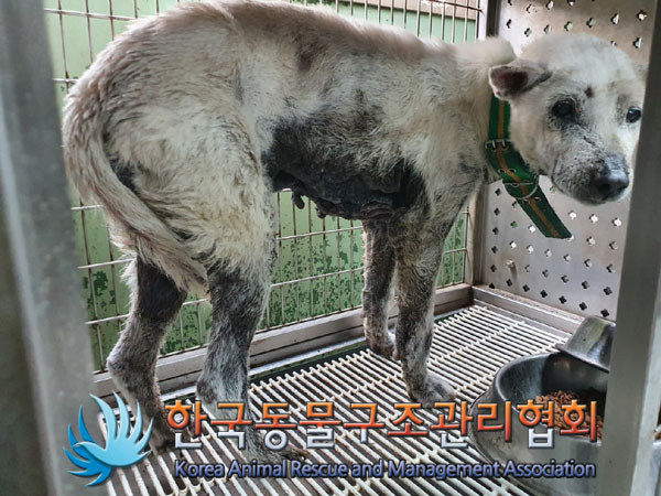 한국동물구조관리협회_411311202300660