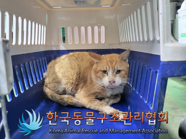 종료(입양) 한국 …