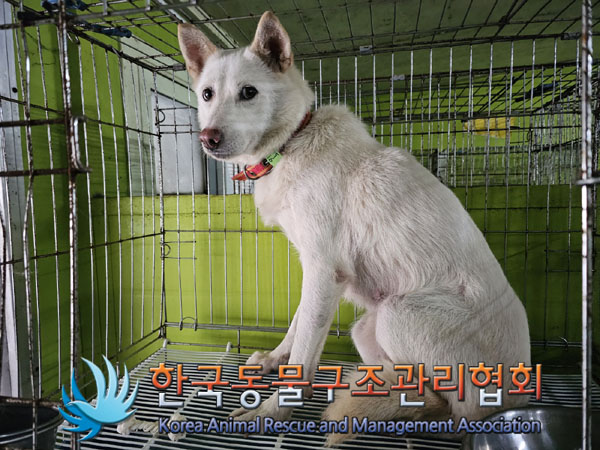 종료(안락사) 믹스…
