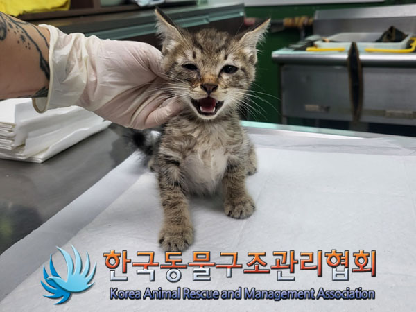 한국동물구조관리협회_411312202300567