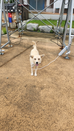 익산유기동물보호소_445468202301791