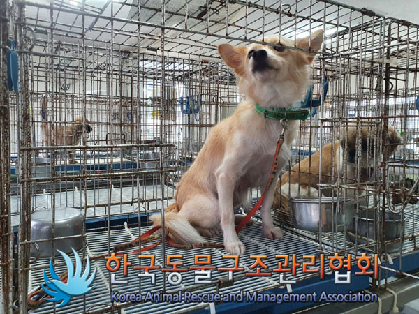 보호중 믹스견의 가…
