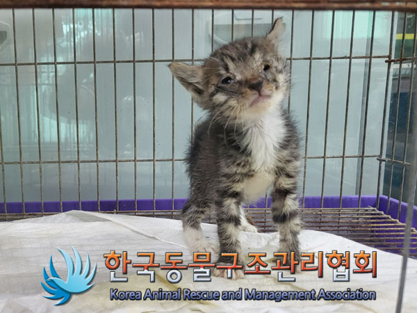 한국동물구조관리협회_441406202301311