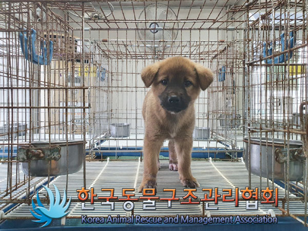 한국동물구조관리협회_441560202301073