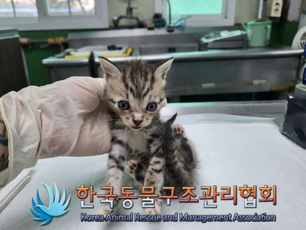 한국동물구조관리협회_441559202300918