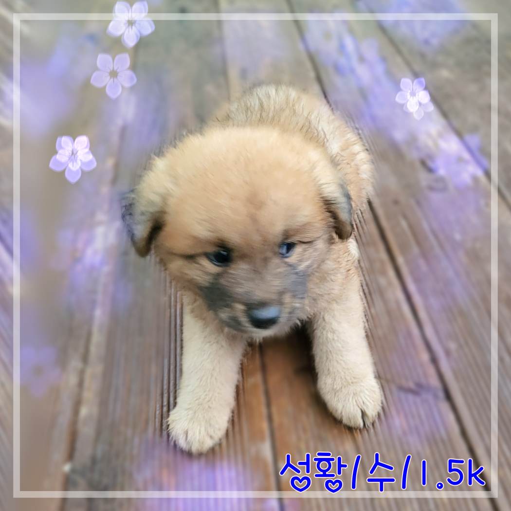 군산유기동물보호센터_445467202301874