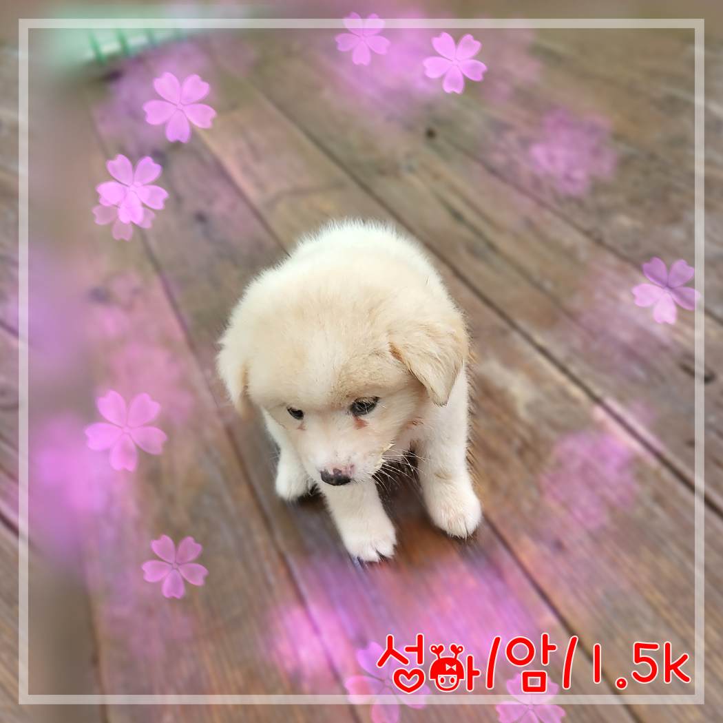군산유기동물보호센터_445467202301876