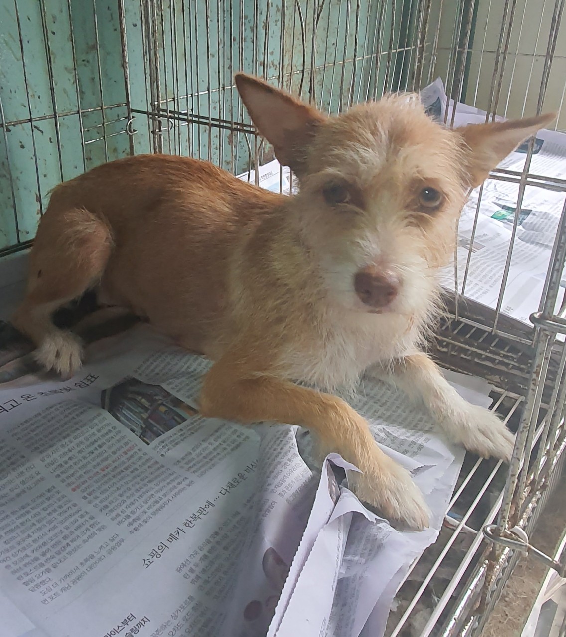 김천시 동물보호센터_447506202300302