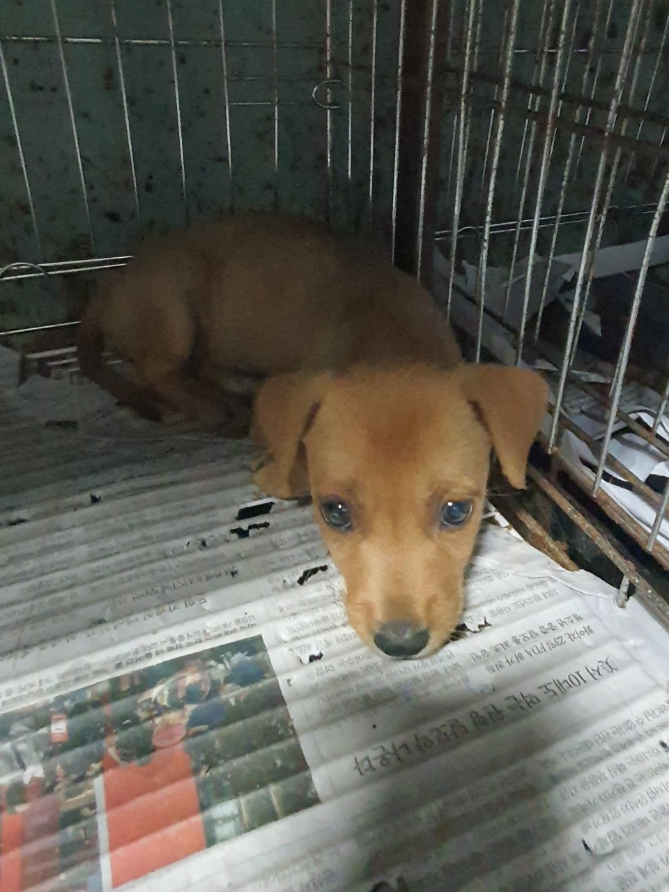 김천시 동물보호센터_447506202300307