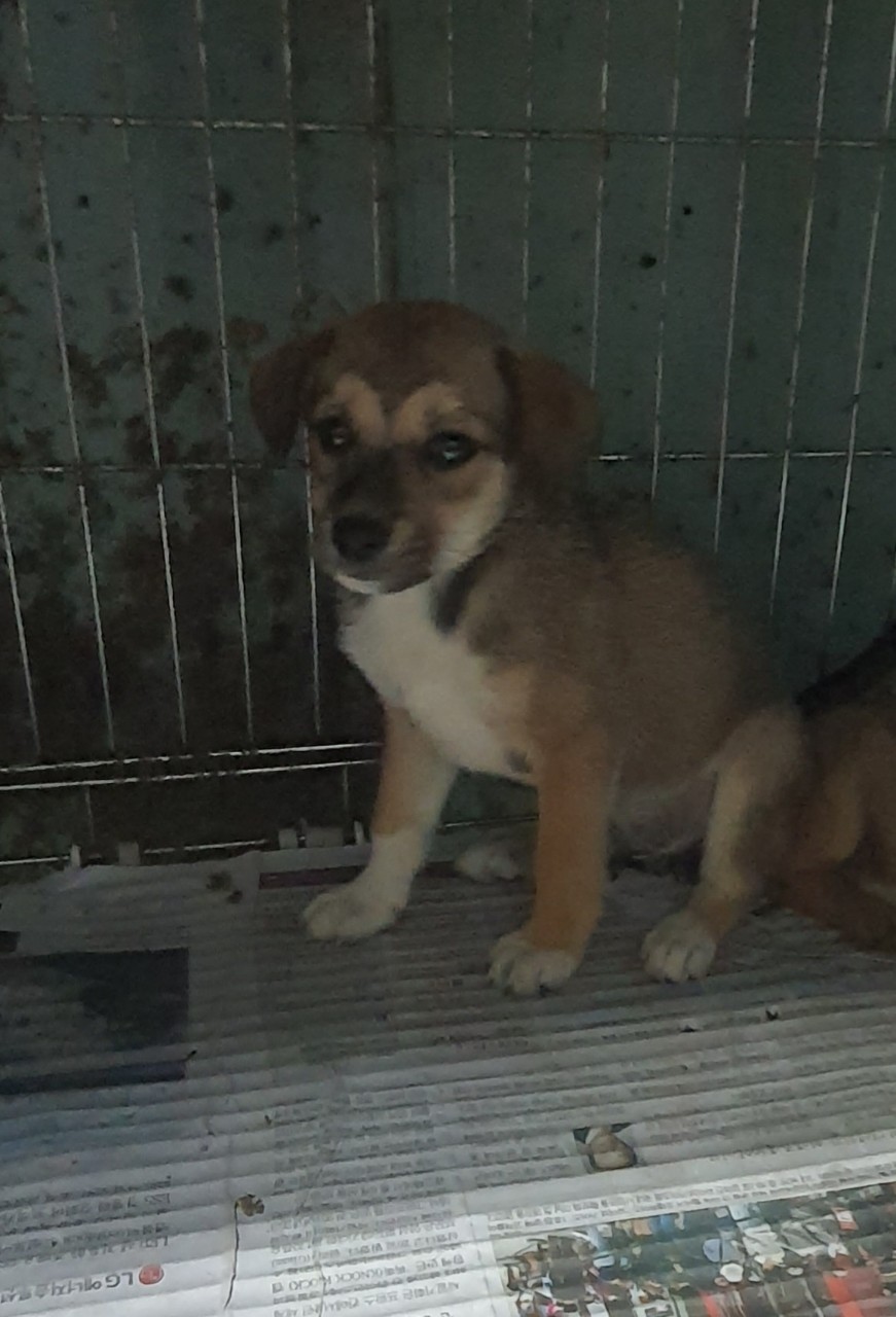 김천시 동물보호센터_447506202300304