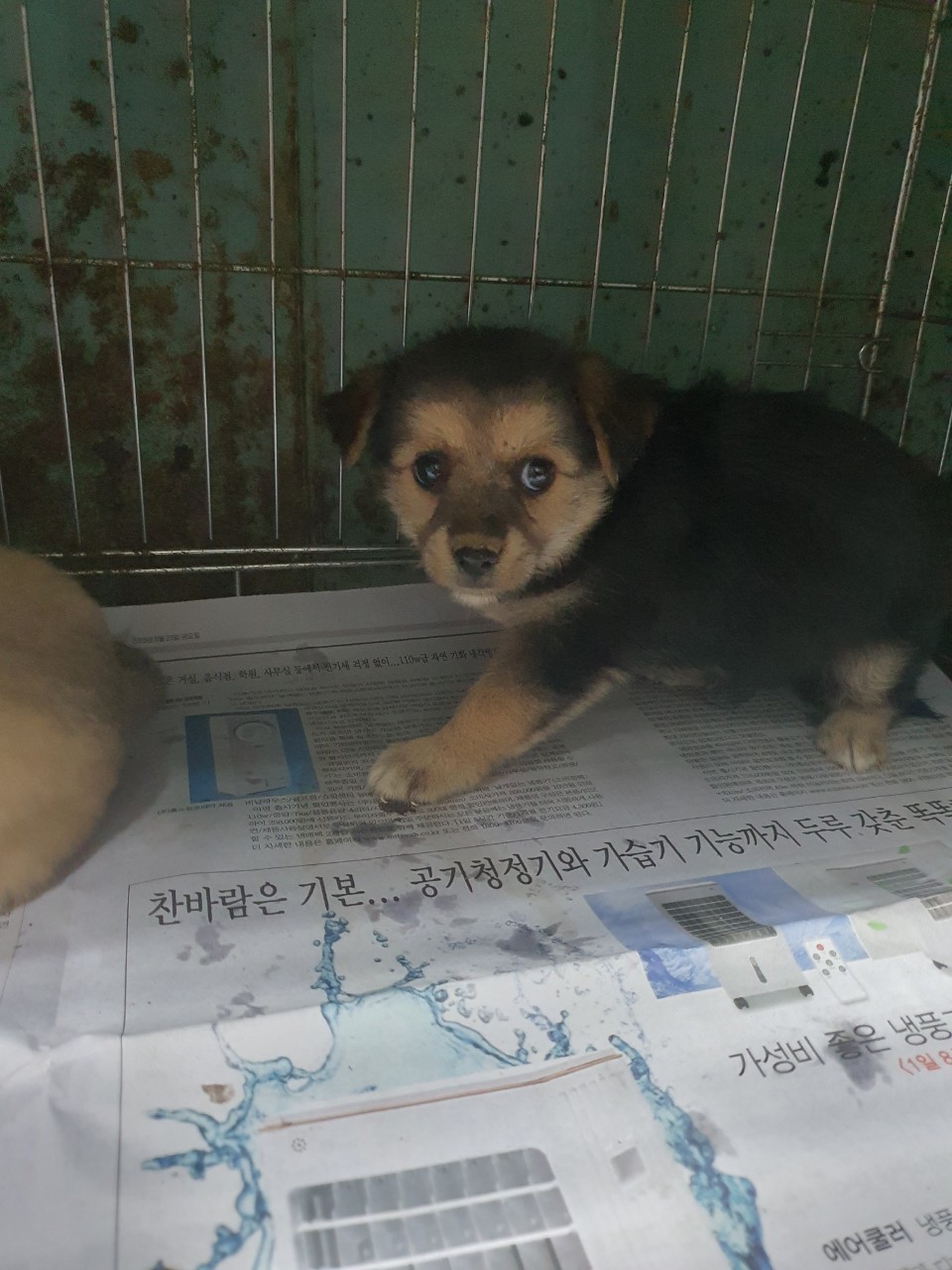 김천시 동물보호센터_447506202300316