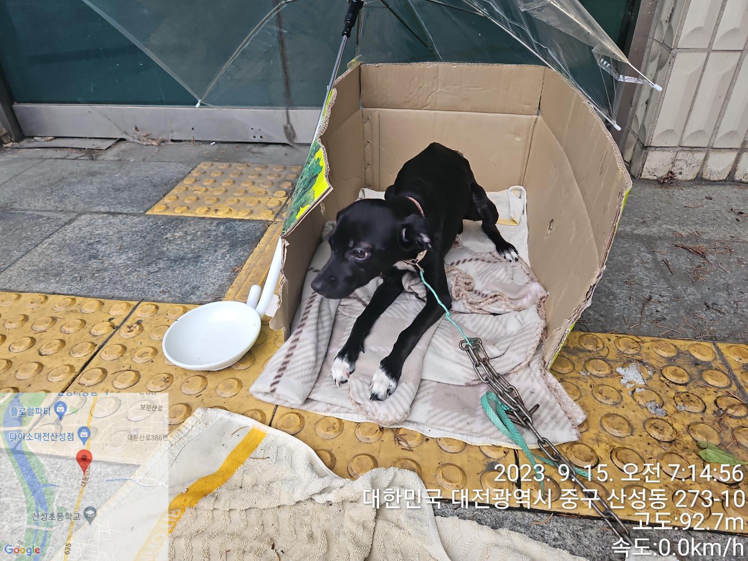 대전동물보호센터_430365202300407