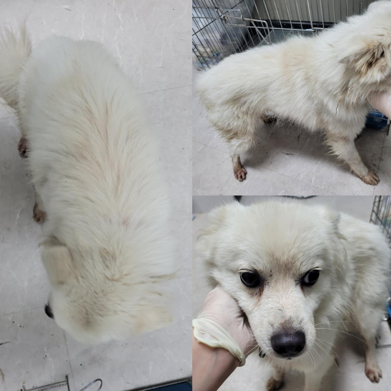 논산시 동물보호센터_444454202300767