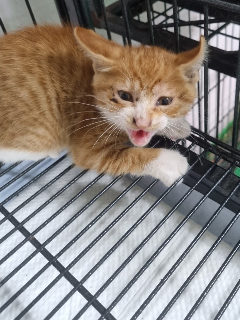 보호중 한국 고양이…