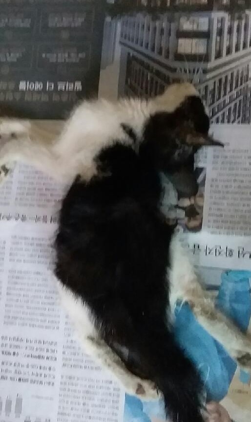 대구유기동물보호협회_427347202300831