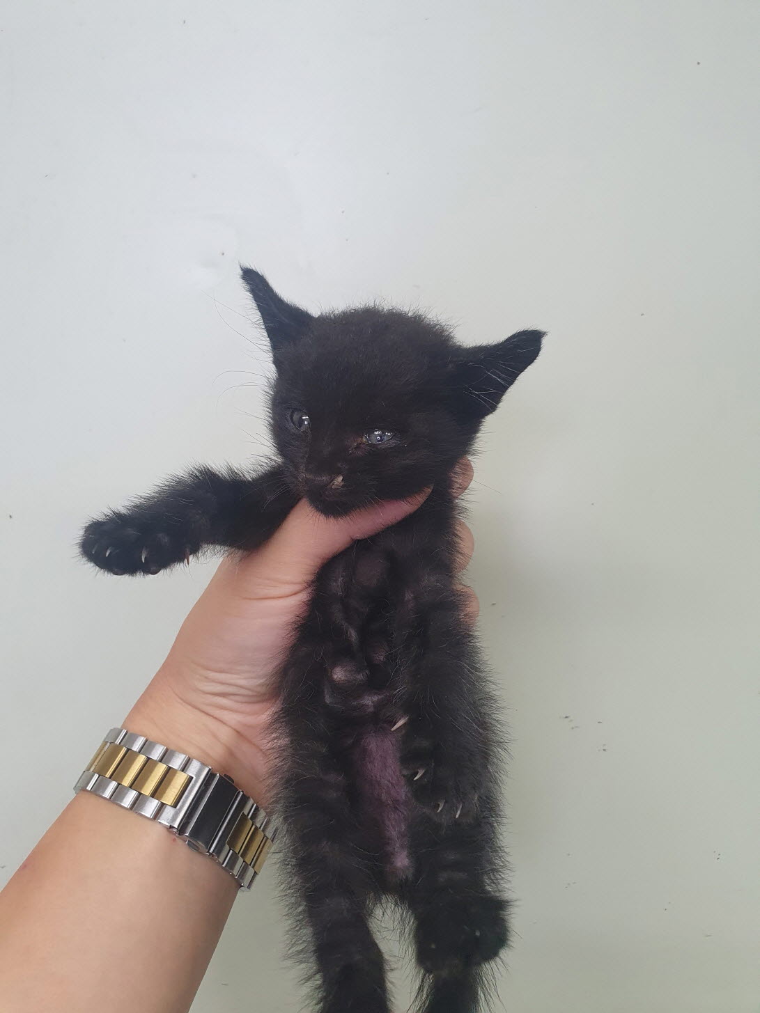 속초시유기동물보호소_442423202300370