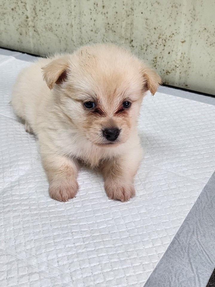영주시 동물보호센터_447509202300202