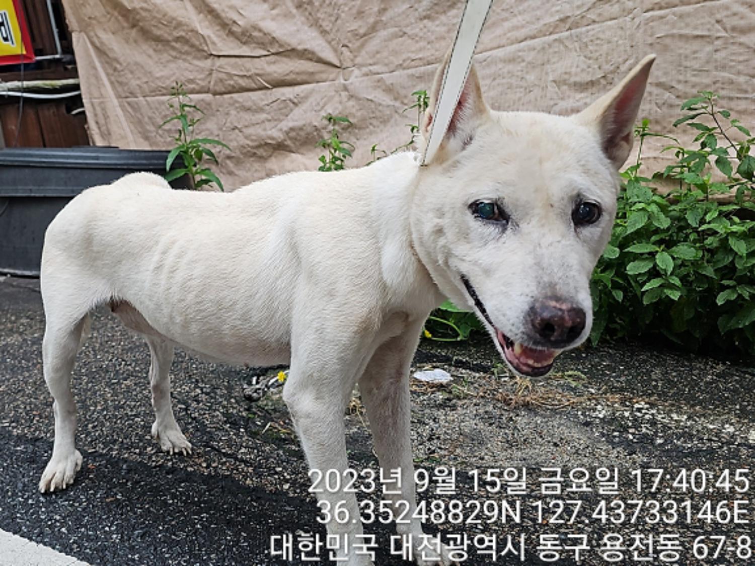 대전동물보호센터_430364202300309