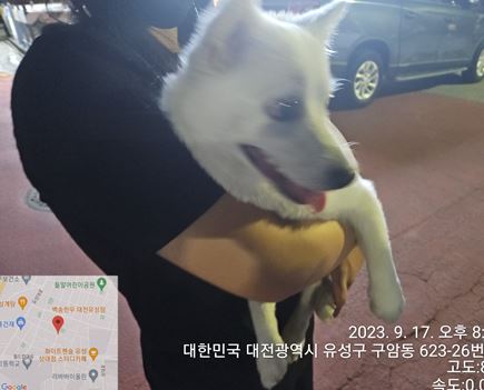 보호중 스피츠의 가…