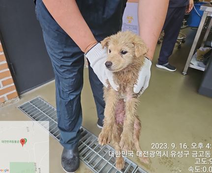 대전동물보호센터_430367202300559