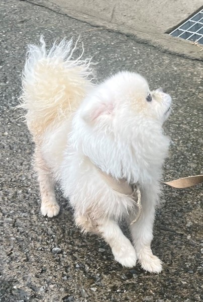 울산유기동물보호센터_431373202301013