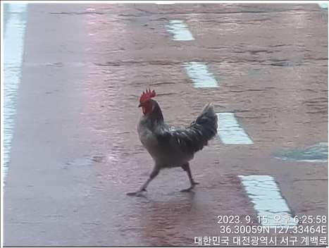 대전동물보호센터_430366202300535
