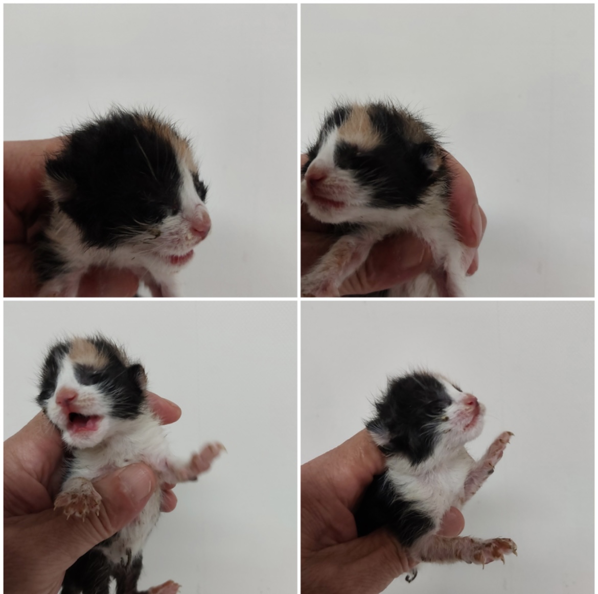 천안시유기동물보호소_444449202302034