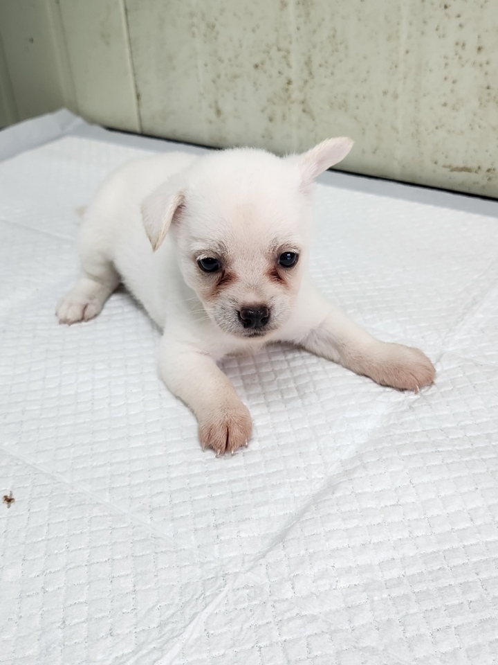 영주시 동물보호센터_447509202300203