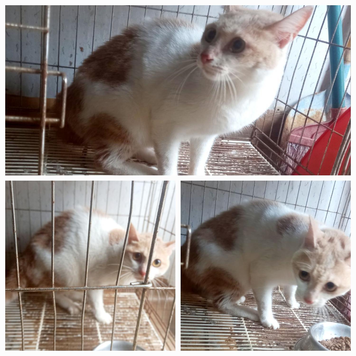 유기동물보호소_446481202300734